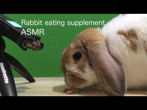 Rabbit eating supplement ASMR うさぎ 咀嚼音 音フェチ