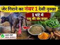 गाय भैंस की जेर गिराने के 2 रामबाण देसी उपाय | गाय भैंस की जेर ना गिरे तो क्या करें? 