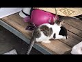 子猫をくわえて、母猫 -***- 母の愛とはかくも偉大なものか、尊い