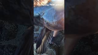 Fly fishing for lingcod #fishing #flyfishing #oregon #saltwaterfishing