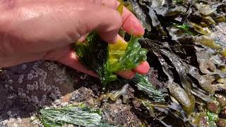 How to harvest seaweed in the Pacific Northwest