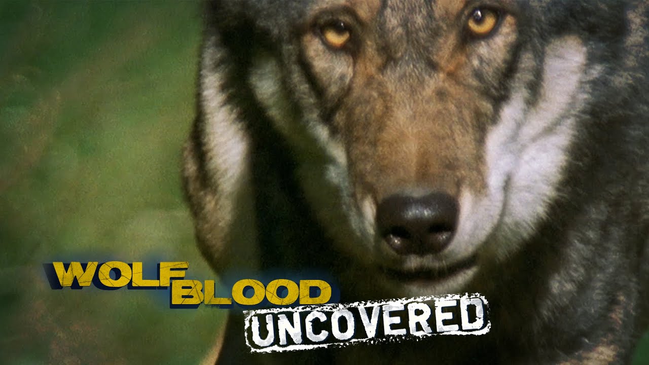 Speed and stamina | Wolfblood Uncovered