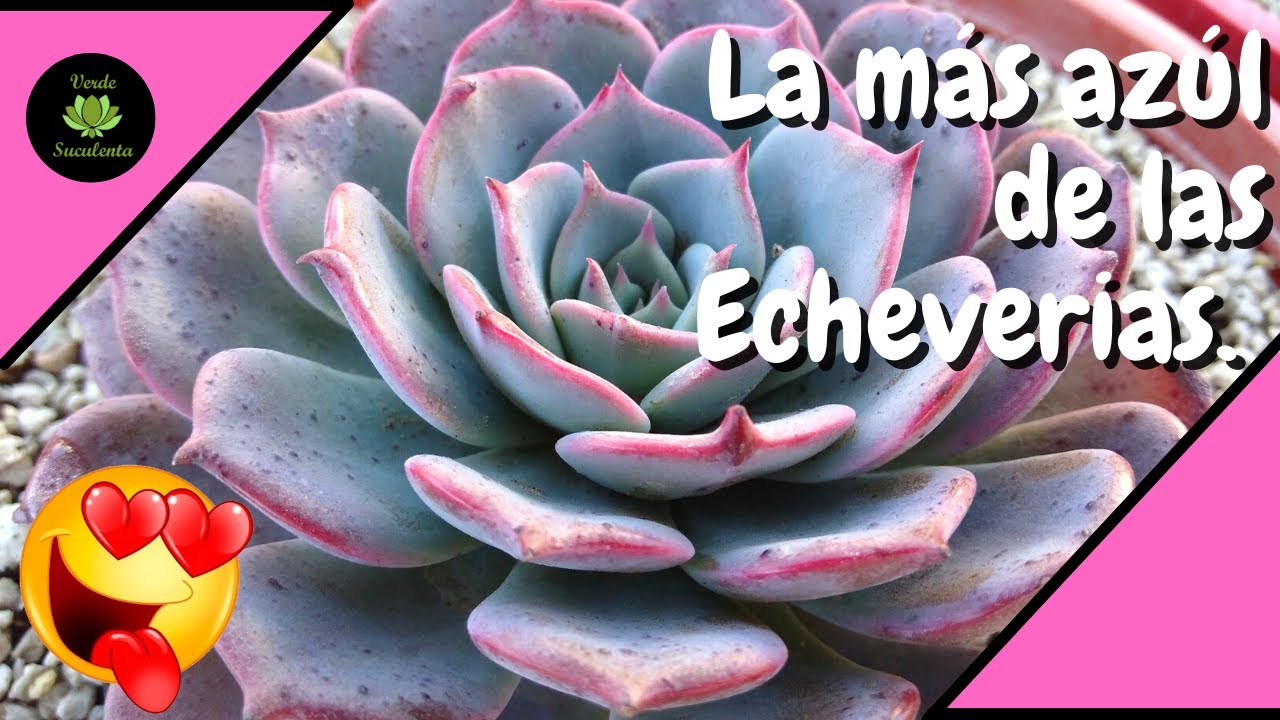 ¿Cómo cuidar tu Echeveria secunda (azulia)?