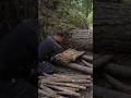 Survival Shelter Under a Fallen Tree