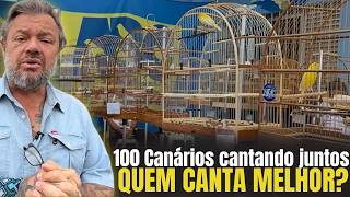 😱 100 CANÁRIOS cantando juntos na maior roda do Brasil! 🎵🐦