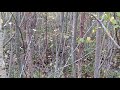 Пошёл погулять с собакой (2)