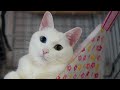 愛猫テンちゃんについてご報告があります