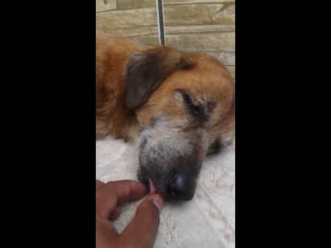 Video: Honden Tong