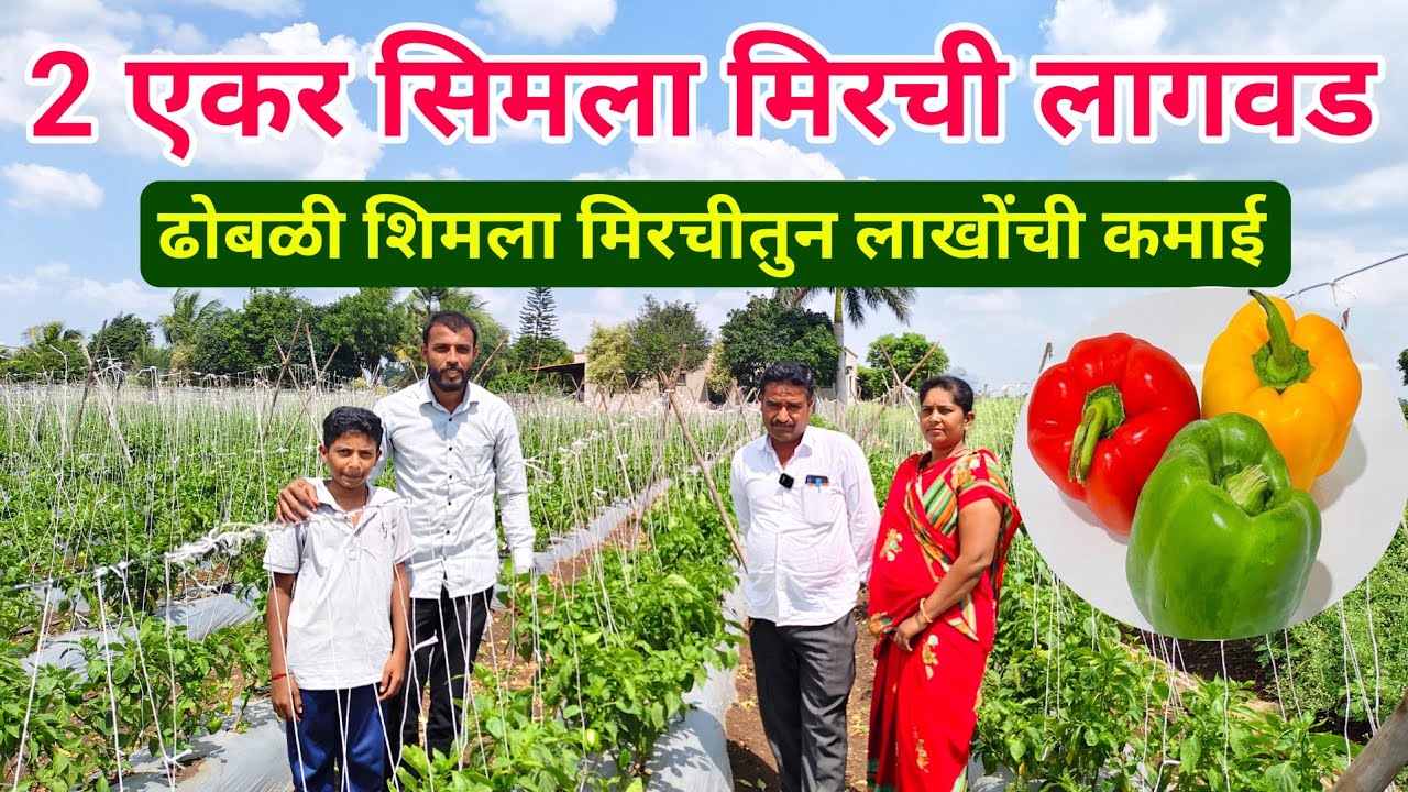 ढोबळी मिरची लागवड | 2 एकर ढोबळी या कुटुंबाने घेतलं लाखोंचे उत्पन्न | capsium farming dhobali mirchi