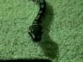 My python - Buddy