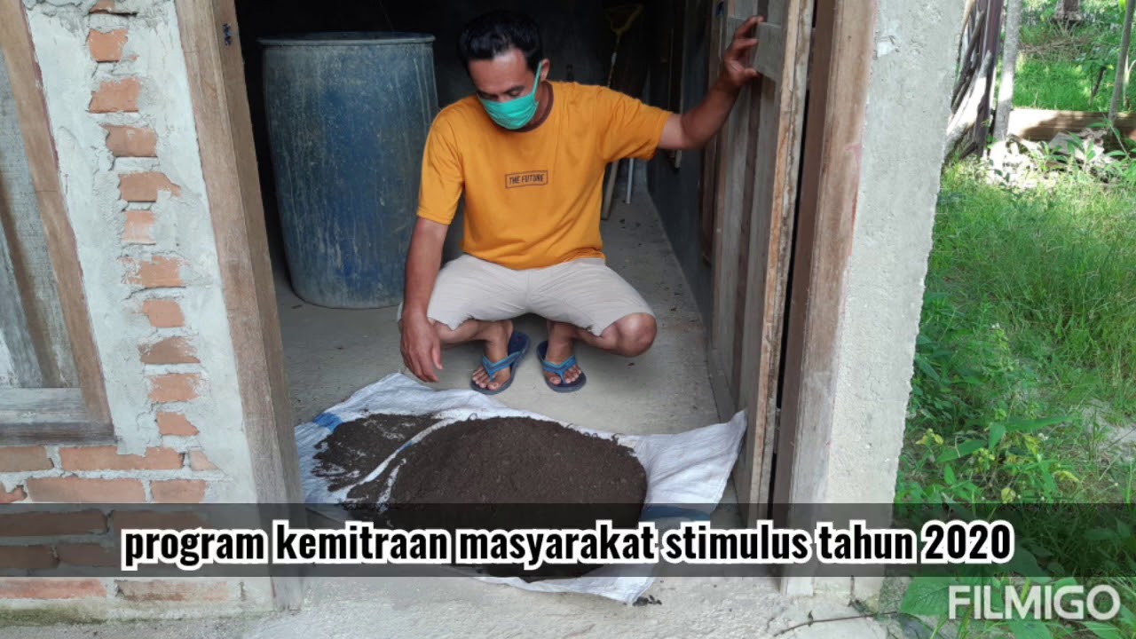 Tahapan budidaya cabe merah keriting varitas kencana program PKMS 2020