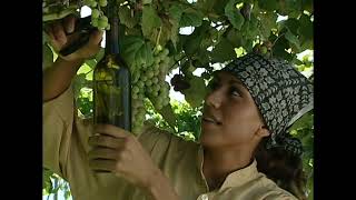 Mackinaw Valley Vineyard