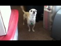 Yuppy Dog Yuppy Dog
