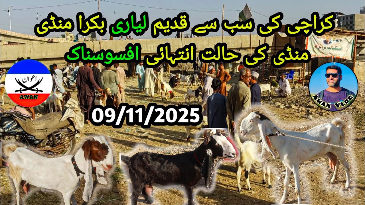 Lyari Bakra Mandi Latest Updates 09-11-2025 Mandi ki condition intihai Afsosnak | Awan Vlogs. 