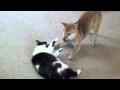 Shiba inu playing with cat