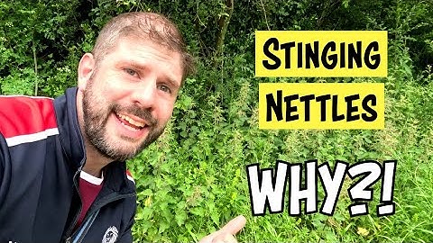 Stinging Nettles. Why do they sting and what can you do about it?