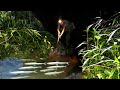 How to build a wooden floor to catch water, make a bamboo fish gun, hunt fish with a homemade gun