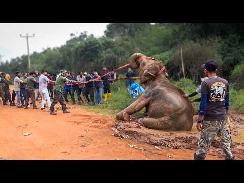 10 Elephants Collapsed Because of Human Cruelty | Compassionate People Unite to Save a Dying Giant