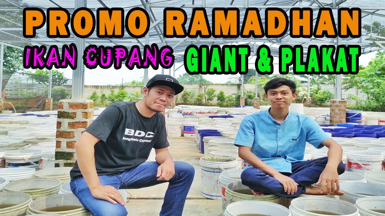 FREE ONGKIR (JABODETABEK). PROMO RAMADHAN IKAN CUPANG GIANT & PLAKAT. CUPANG GALA WARNA