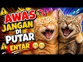 JANGAN KETAWA! 😱 Kucing ini Bikin Semua Orang Gagal Nahan Tawa 😂🐱