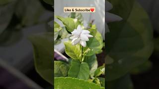 Beautiful Mogra Flowers Blooming in My Garden 🌿 | Fragrant Jasmine | Garden Beauty #garden
