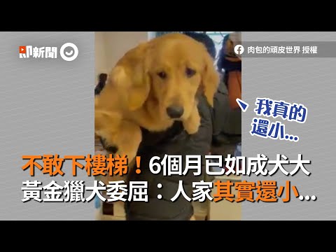 6個月大黃金獵犬不敢下樓梯　大狗狗體型呼救討抱：人家其實還小｜寵物｜反差萌｜抱下樓