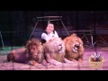 Manuel Farina - Lions & Tigers