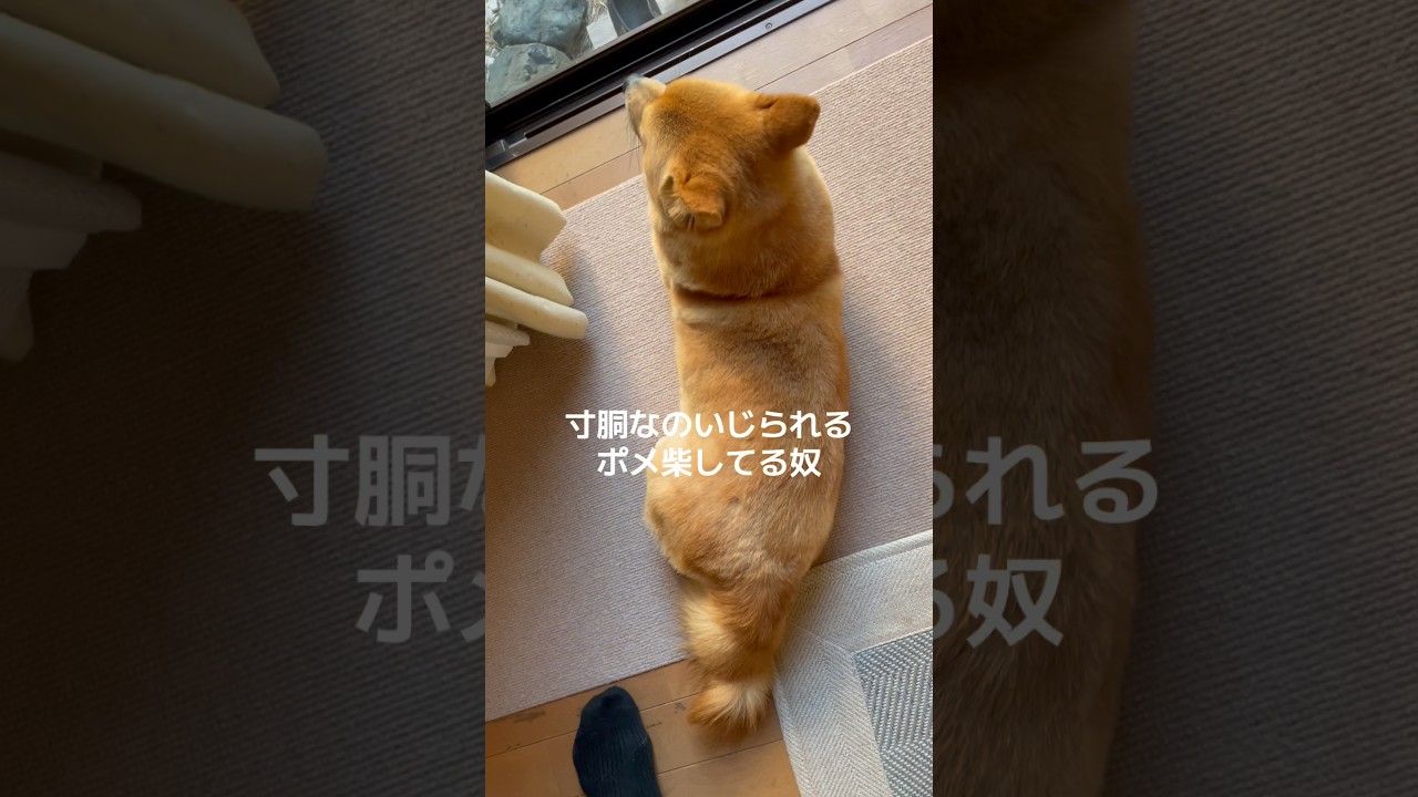 寸胴いじられるポメ柴