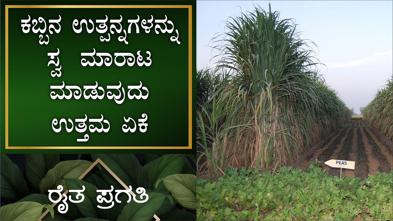 ನೈಸರ್ಗಿಕ ಕೃಷಿ | ಕಬ್ಬು | ಬೀಜಾಮೃತದಿಂದ ಸಂಸ್ಕರಿಸುವುದು ಏಕೆ | EP –14 | Natural Farming | Raitha Pragathi