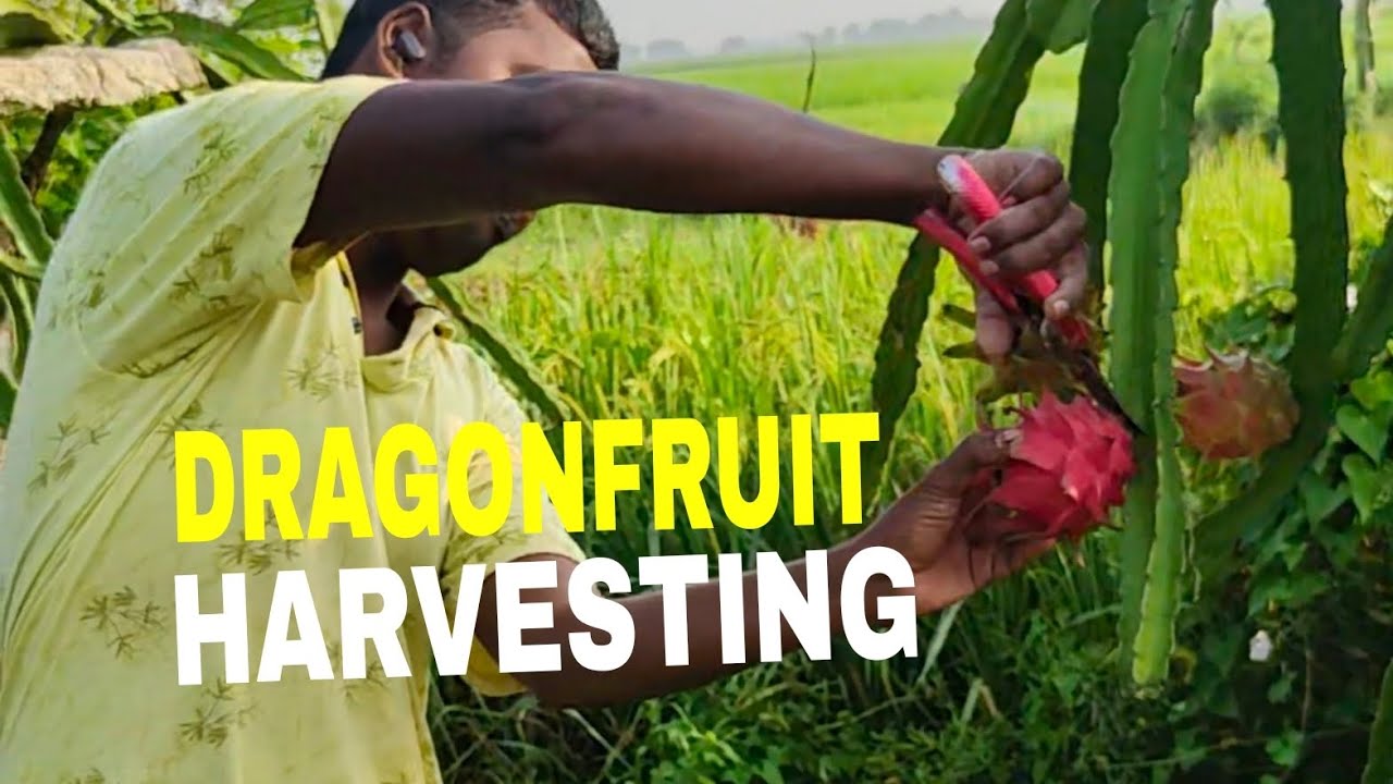 Dragon fruit harvesting idea's 