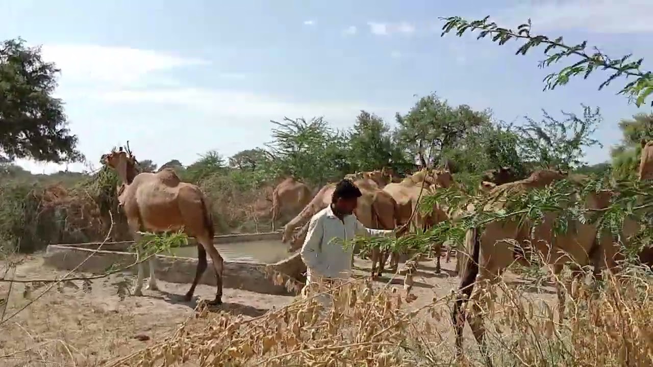 Camels drinking water from a Thar well | جمال تشرب الماء من بئر ثار.