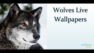 Wolves Live Wallpaper Android App screenshot 1
