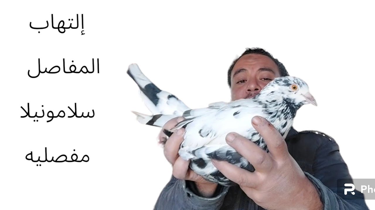 علاج إلتهاب المفاصل سلامونيلا مفصليه 👇👇