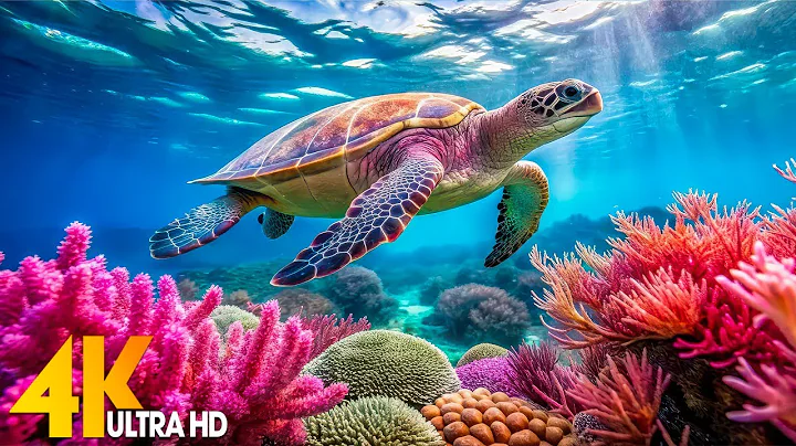 Dive Into the Mesmerizing Underwater Realm - Marvel at Sea Animal in The Best 4K UHD Aquarium