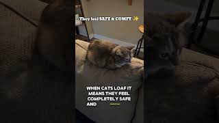 Why do Cats ‘loaf’? 🤔🐱 #animals #entertaininganimals #funnyanimals #facts #cats #petsunited