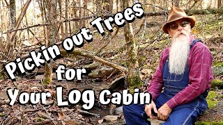 Selecting Trees for Your Log Cabin Build (Ep 2)