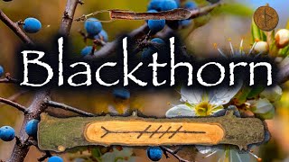 Blackthorn. Folklore, Mythology and Symbolism of the Blackthorn Tree (Straif | Thurisaz)