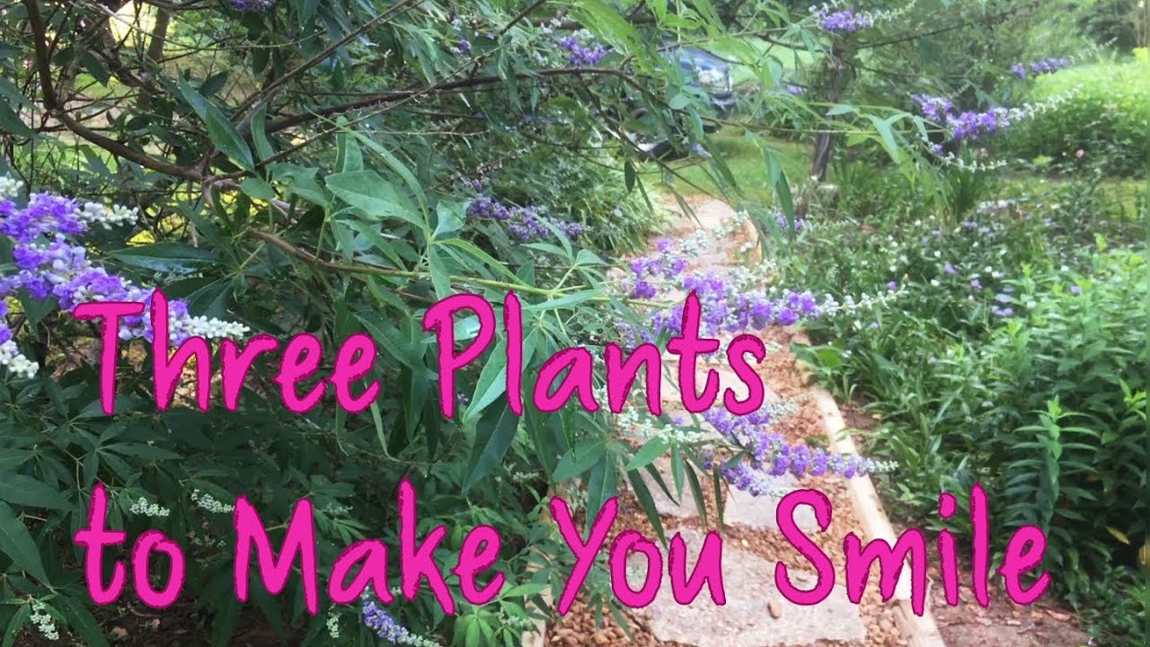 Plant Talk - Introducing Beauty Berry, Chaste Tree, and Stokes Aster