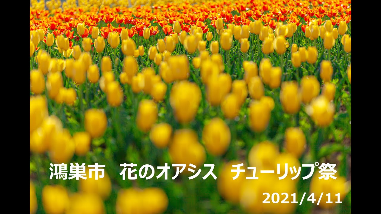 鴻巣 花のオアシス チューリップ畑を歩く Youtube