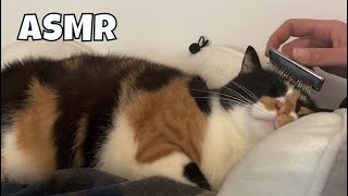 ASMR Cat Purring & Whispering ENG SUB