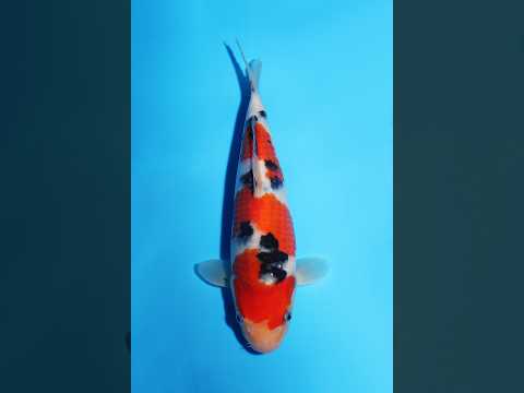 錦鯉/斎藤大正三色25㎝/仙助- YouTube