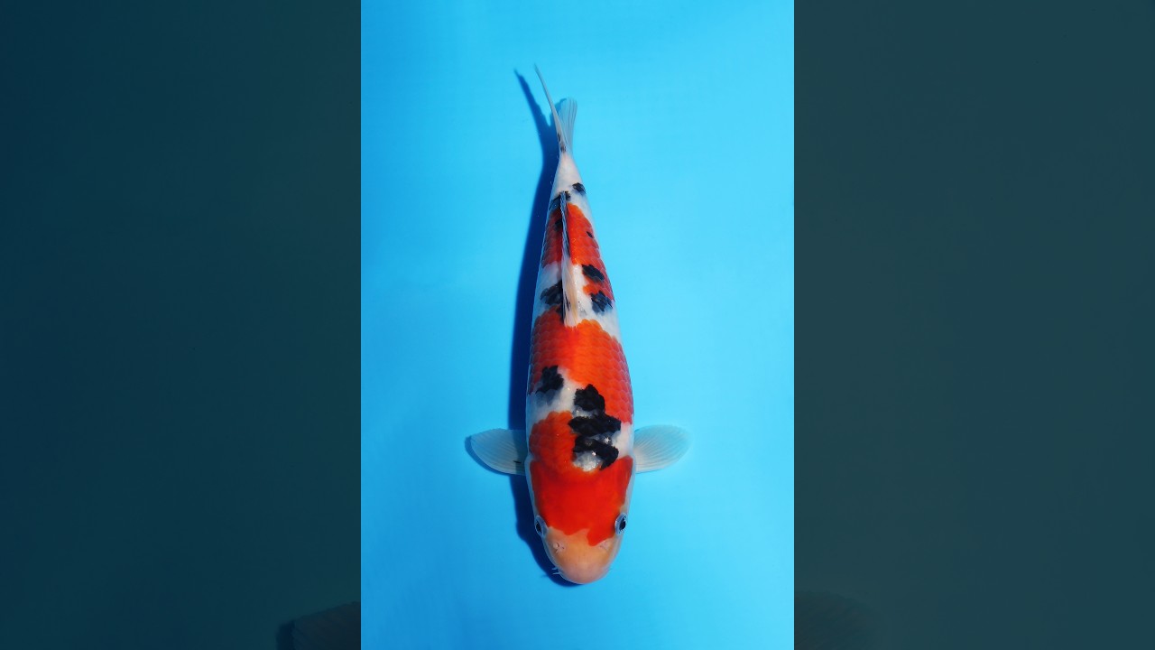 s*a様 剥製錦鯉 ニシキゴイ剝製 | 魚剝製 フィッシュアートナカゴミ