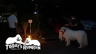 お盆でご先祖様を迎えたルンルンとアランです　Great Pyrenees　グレートピレニーズ
