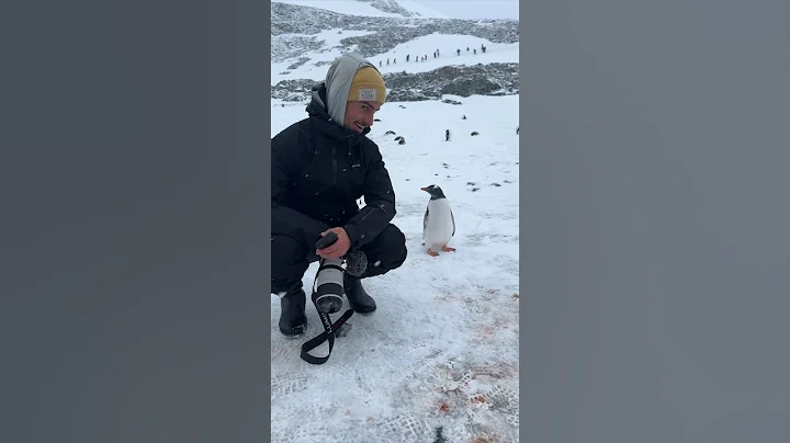 Penguin not sure what humans are doing at the ICE WALL 🇦🇶