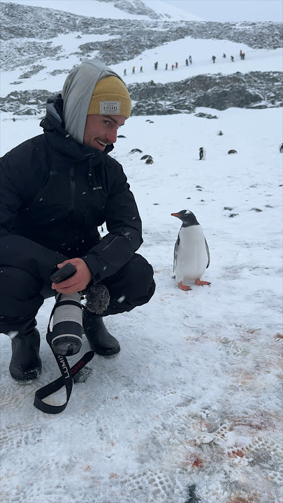 Penguin not sure what humans are doing at the ICE WALL 🇦🇶