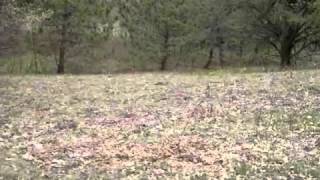 Real estate for sale in Lake City Michigan - MLS# 21103558
