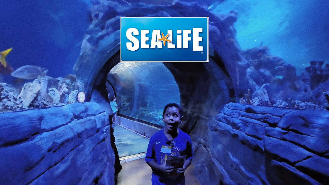 Under the Sea! 🐠 Our Amazing Sea Life Adventure
