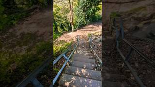 Beautiful Nature Path 🌿 Relaxing Walk Through the Forest #shorts #youtubeshorts #naturelovers