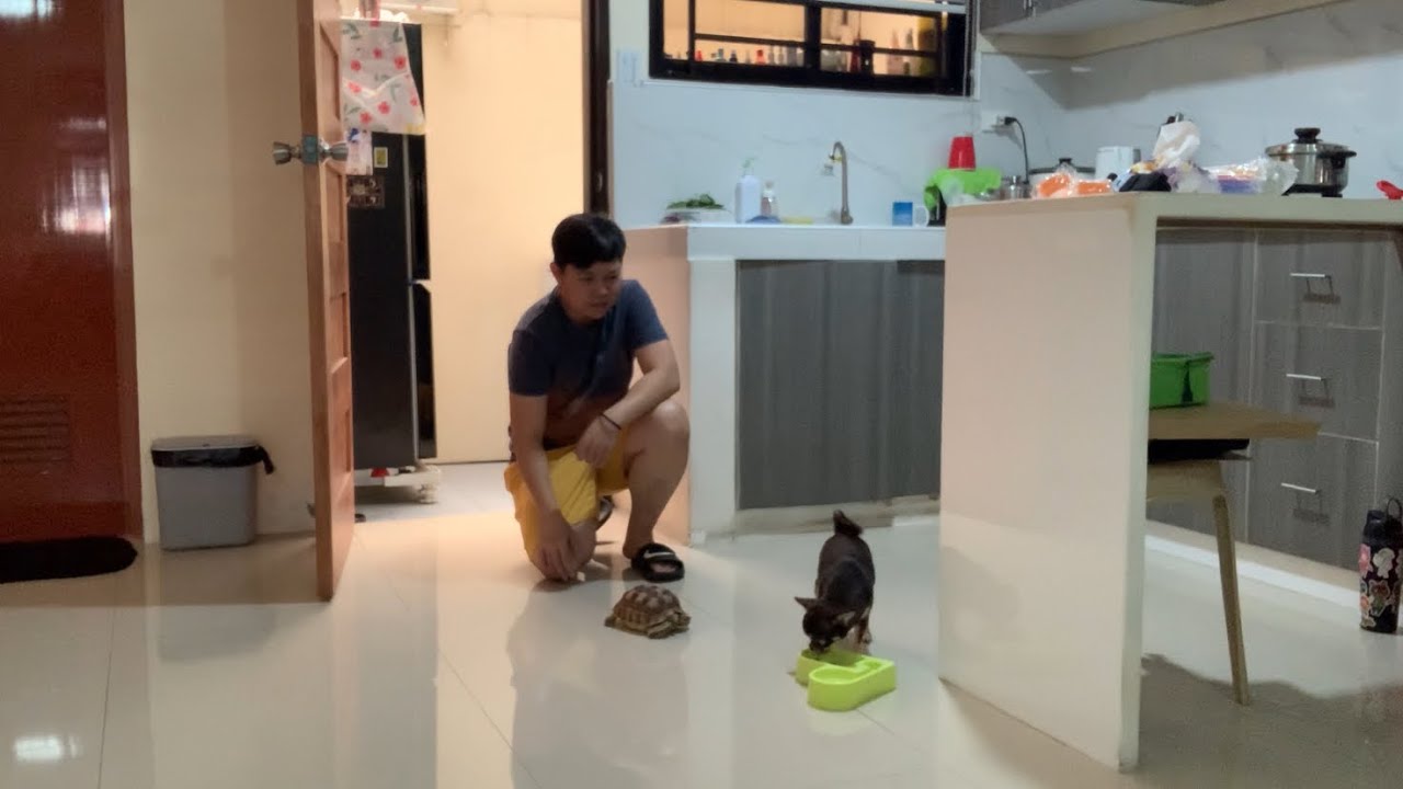 Ayaw Kumain pag walang  kaagaw damay tuloy si tigidig #dog #tortoise 