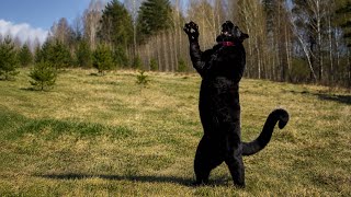 Luna the panther is in a fighting mood 😈(ENG SUB)